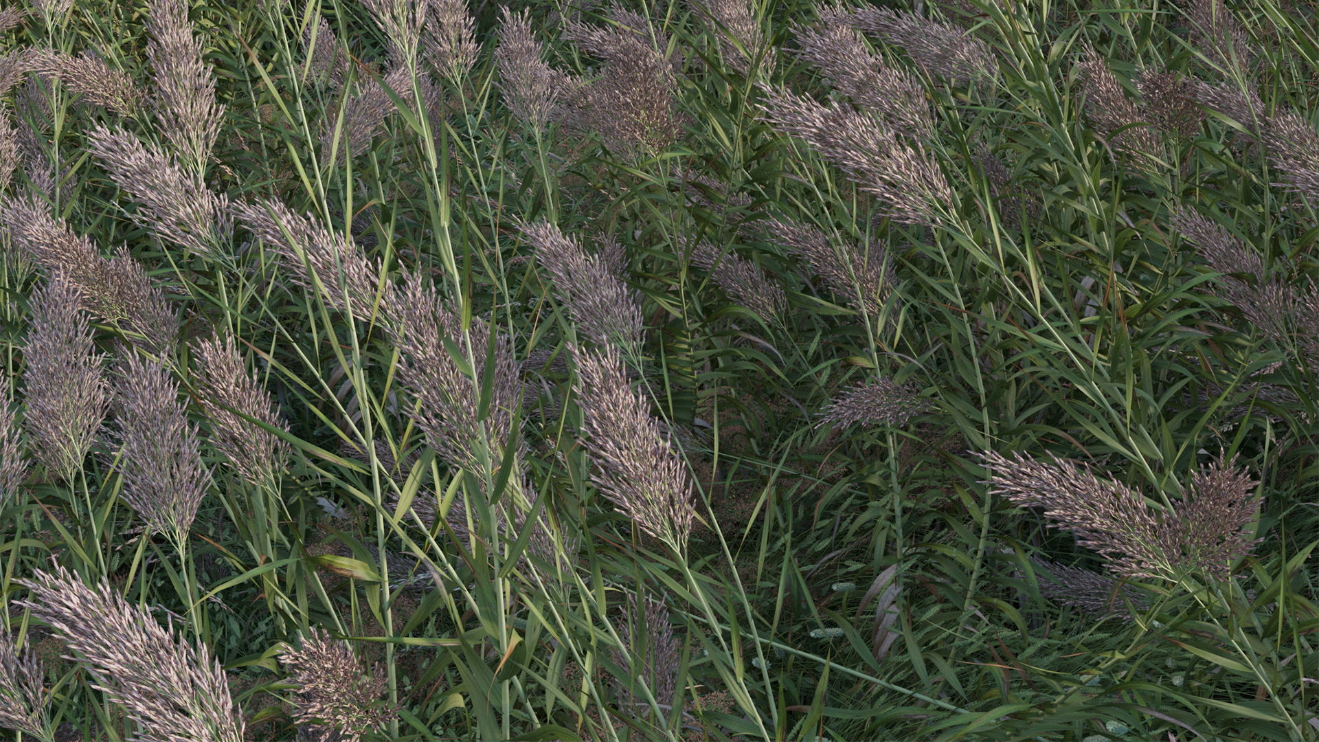 Arundo donax - Giant Reed - Spanish Reed 01 3D model_10