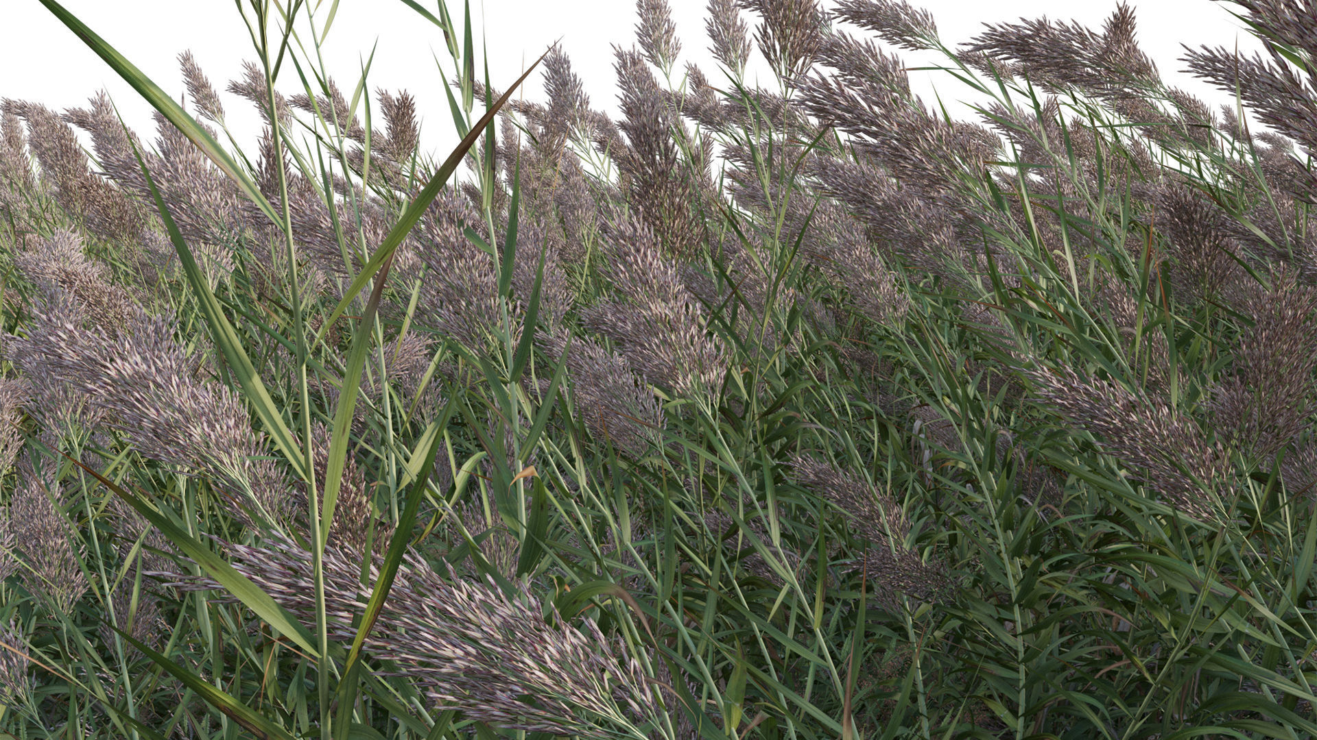 Arundo donax - Giant Reed - Spanish Reed 01 3D model_7