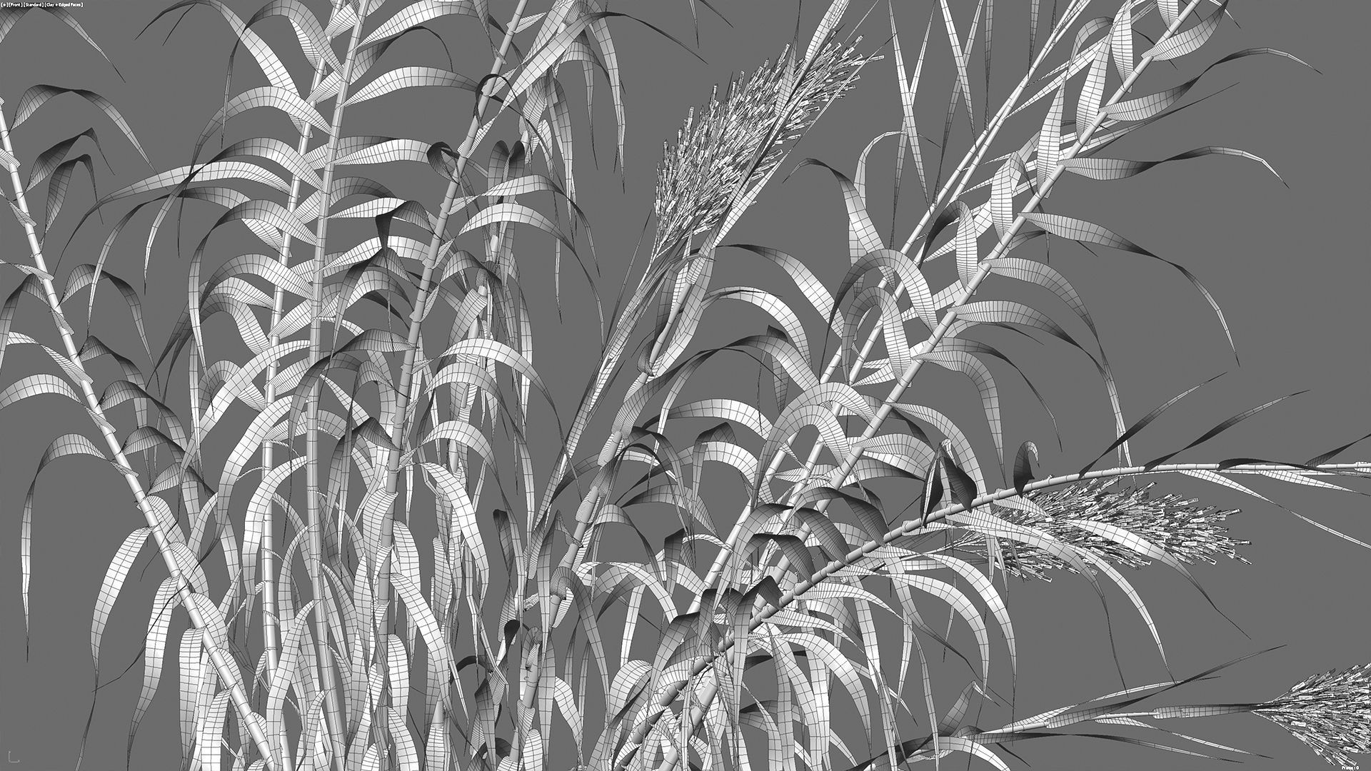 Arundo donax - Giant Reed - Spanish Reed 01 3D model_11