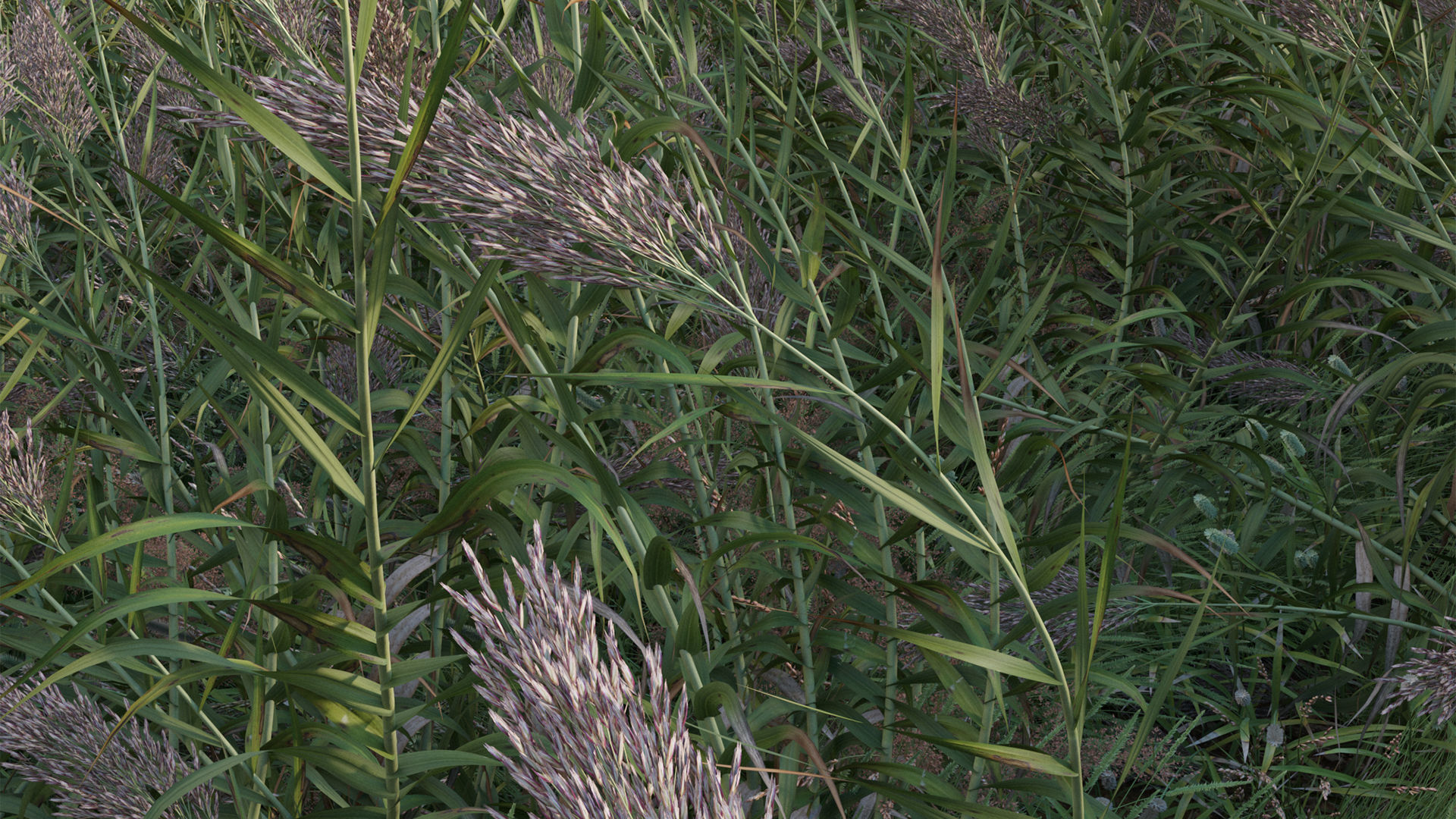Arundo donax - Giant Reed - Spanish Reed 01 3D model_8
