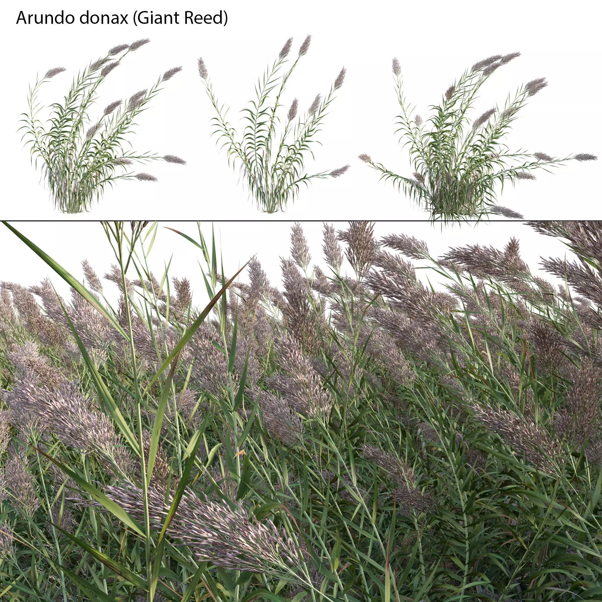 Arundo donax - Giant Reed - Spanish Reed 01 3D model_0