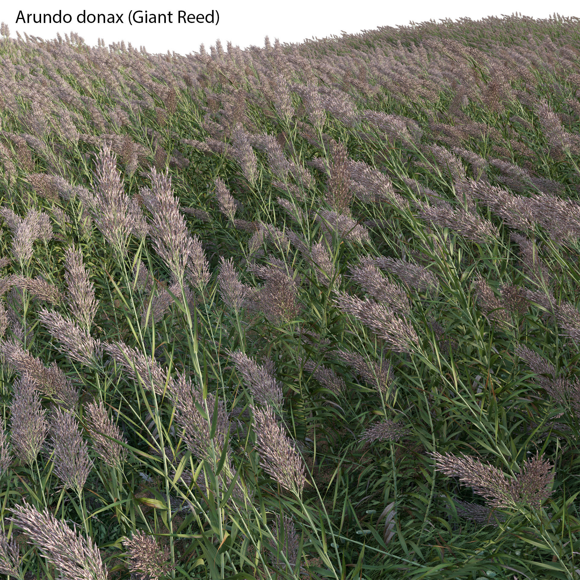 Arundo donax - Giant Reed - Spanish Reed 01 3D model_1