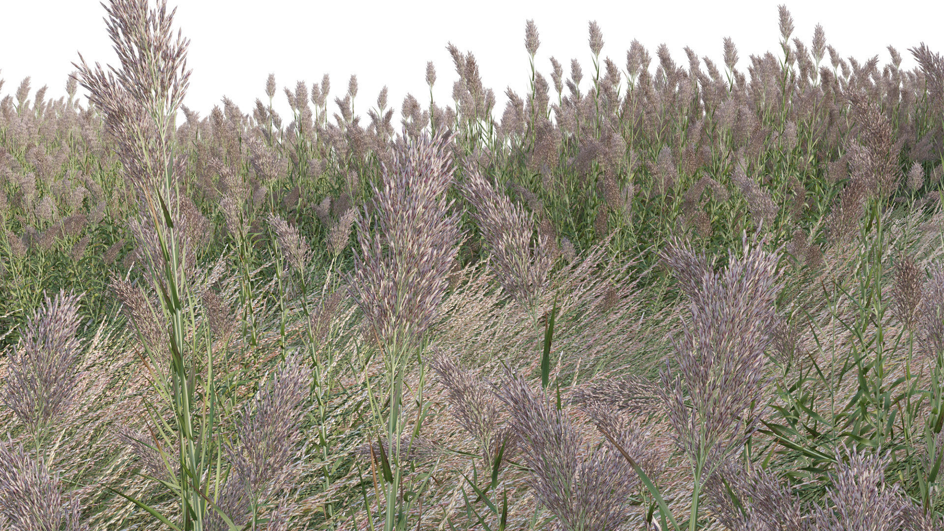 Arundo donax - Giant Reed - Spanish Reed 01 3D model_5