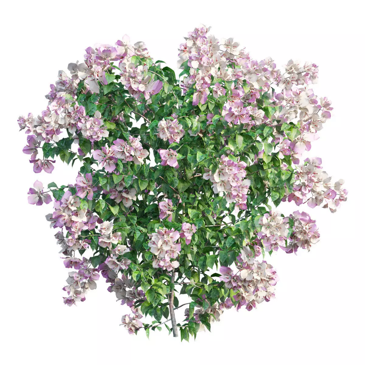 Bougainvillea plant set 34 3D model_0