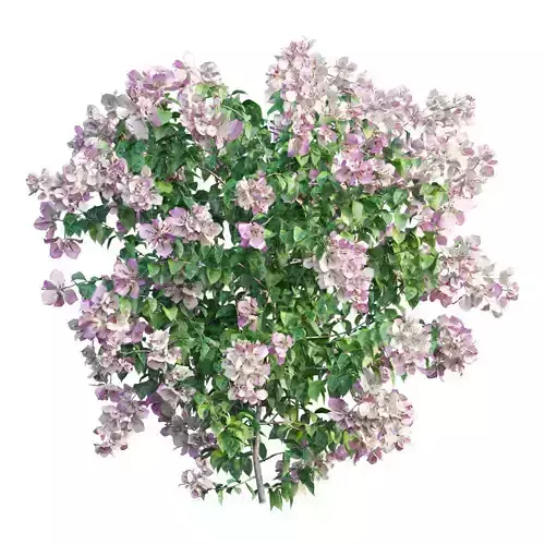 Bougainvillea  plant set 34 3D model