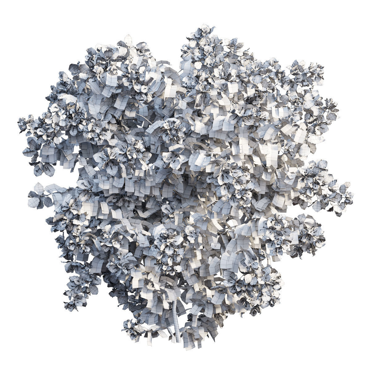 Bougainvillea plant set 34 3D model_2