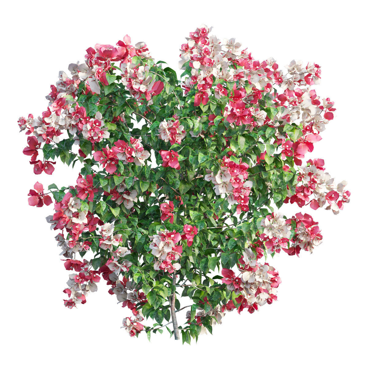 Bougainvillea plant set 34 3D model_1