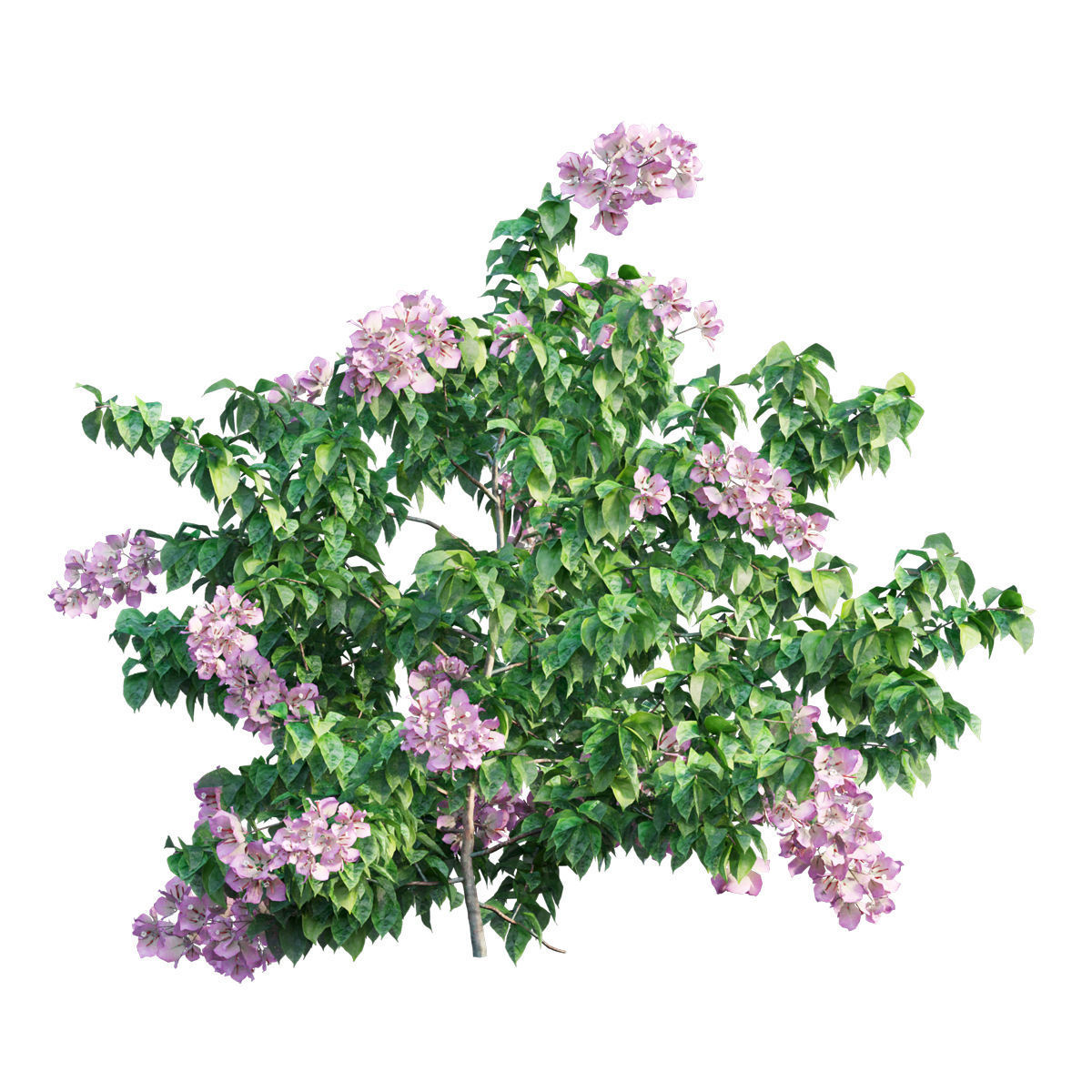 Bougainvillea  plant set 35 3D model_3