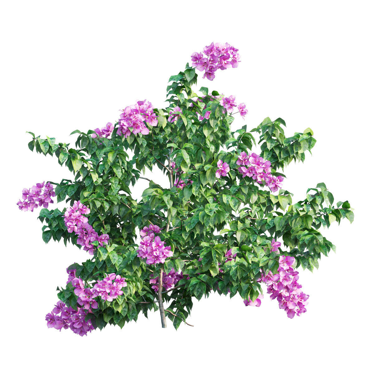 Bougainvillea  plant set 35 3D model_1