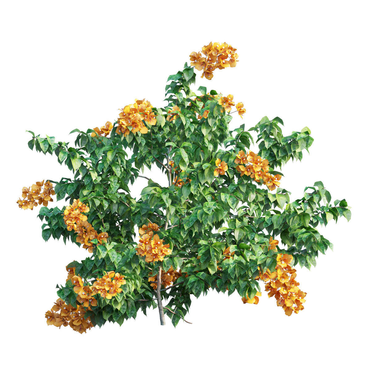 Bougainvillea  plant set 35 3D model_2