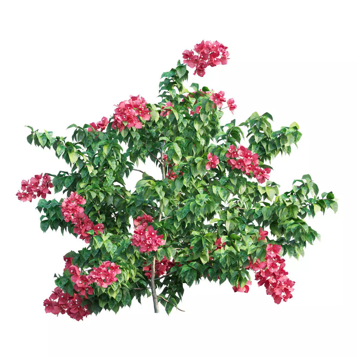 Bougainvillea  plant set 35 3D model_0