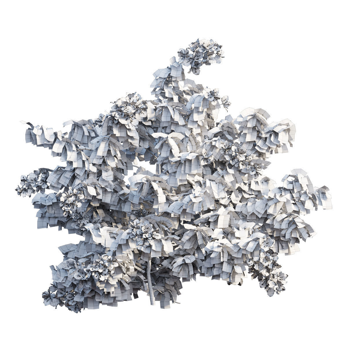 Bougainvillea  plant set 35 3D model_4