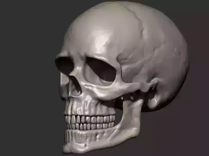 Skull human 3D print model