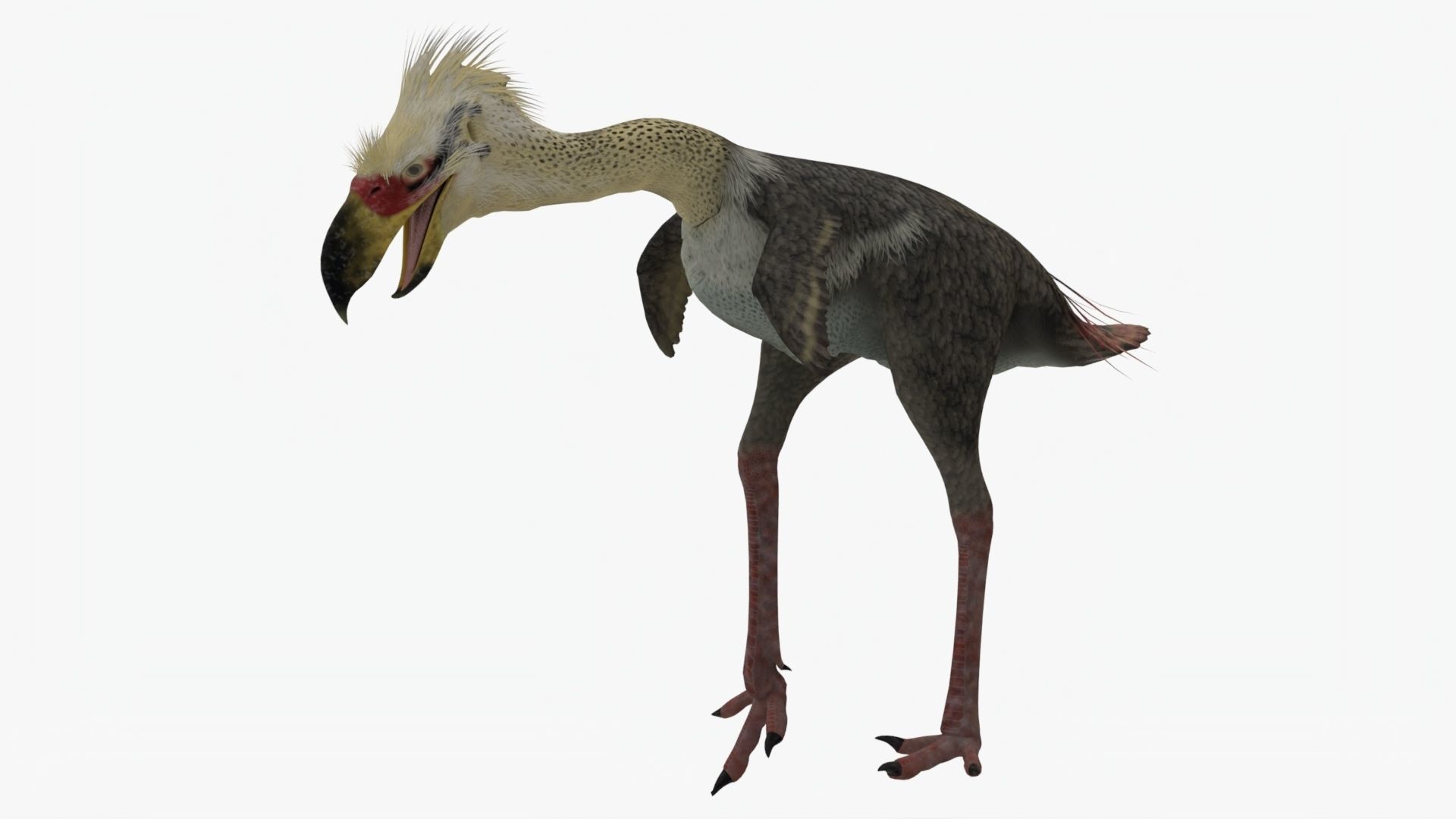 Realistic Phorusrhacos vulture with long beak Low-poly 3D model_1