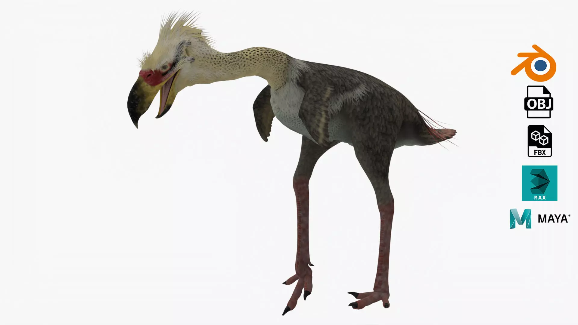 Realistic Phorusrhacos vulture with long beak Low-poly 3D model_0