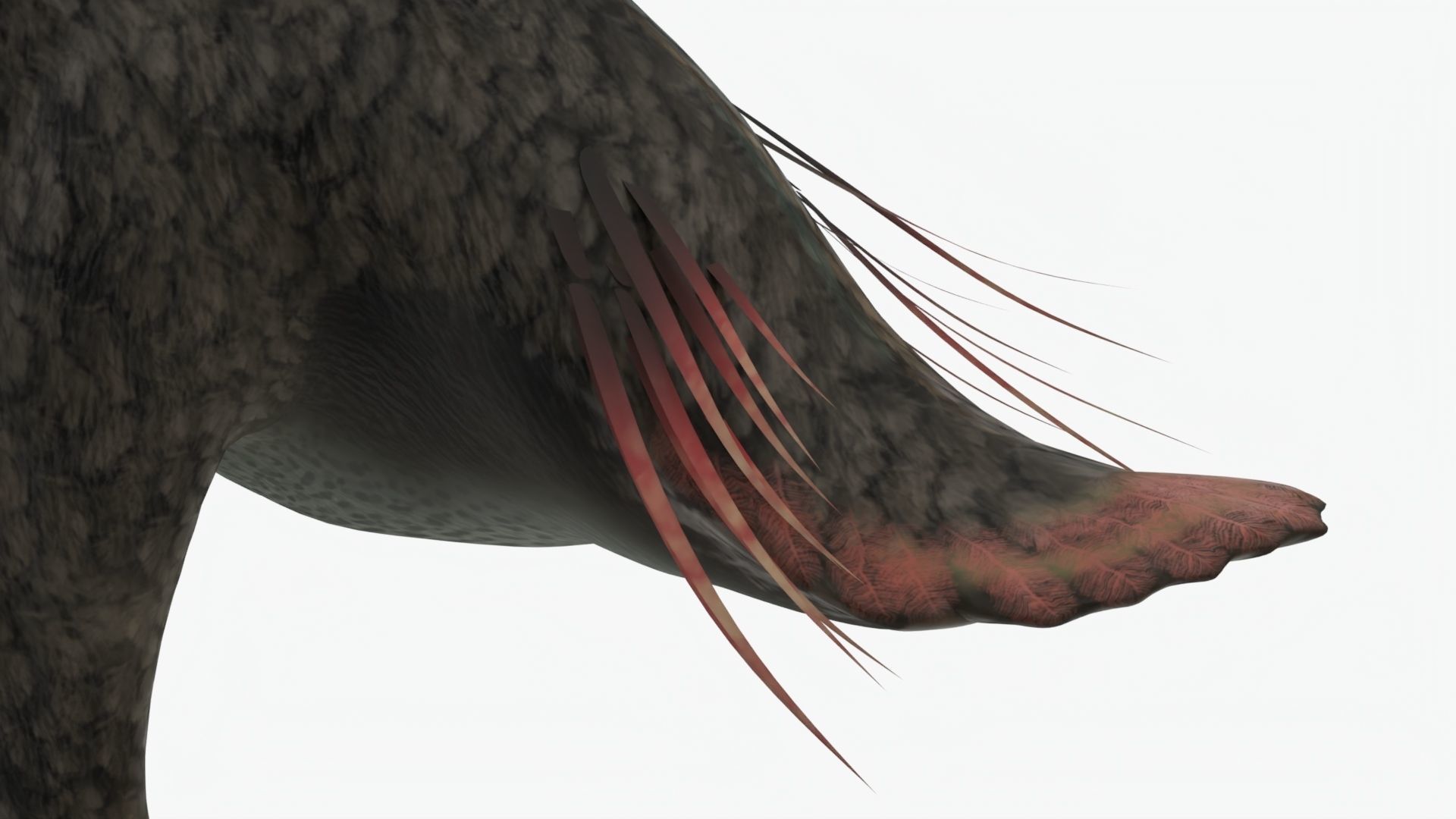 Realistic Phorusrhacos vulture with long beak Low-poly 3D model_6