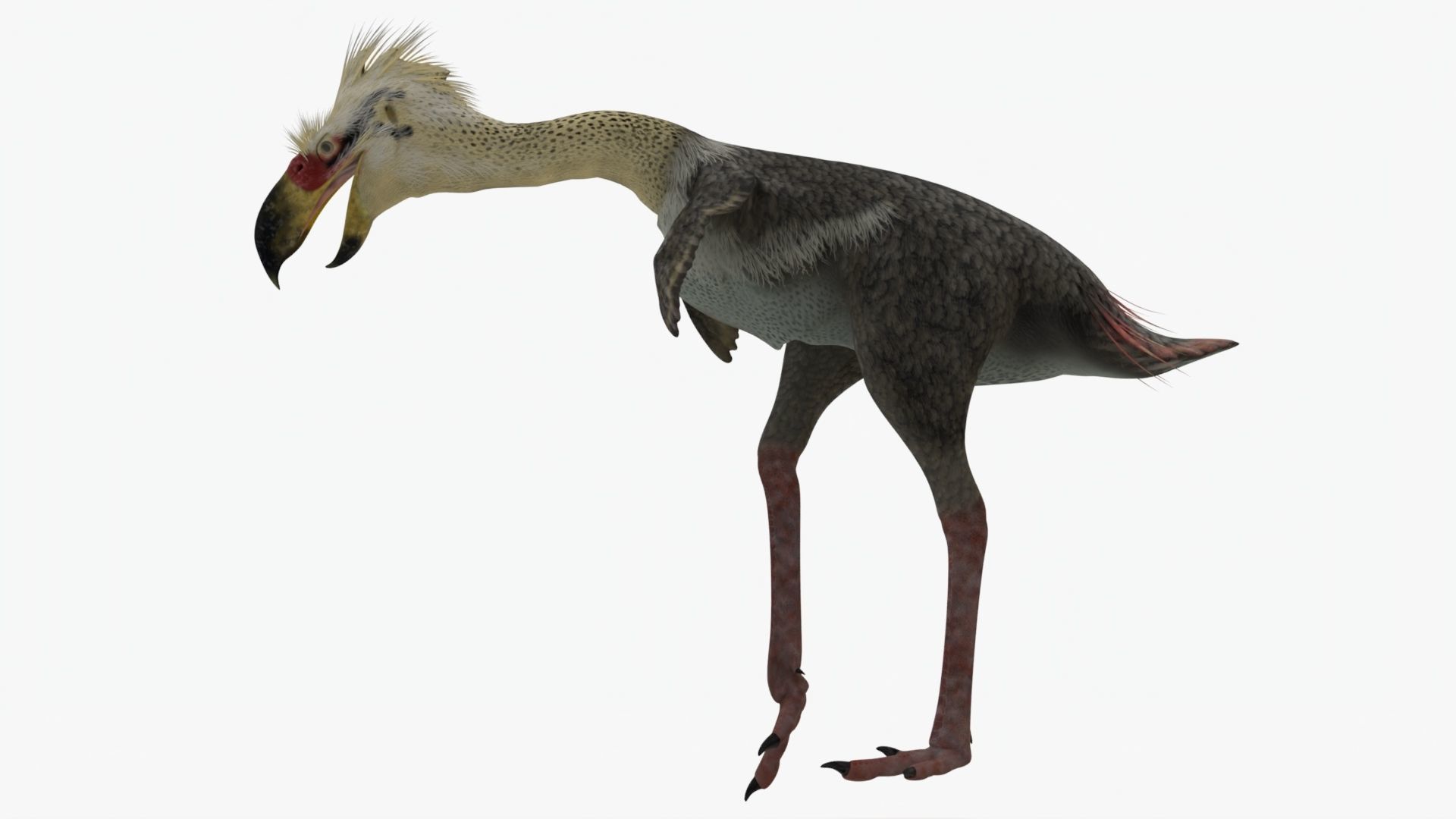 Realistic Phorusrhacos vulture with long beak Low-poly 3D model_2