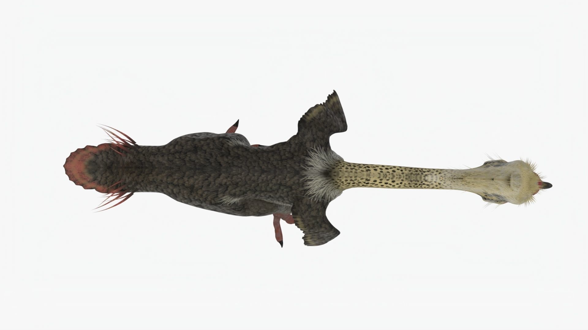 Realistic Phorusrhacos vulture with long beak Low-poly 3D model_4