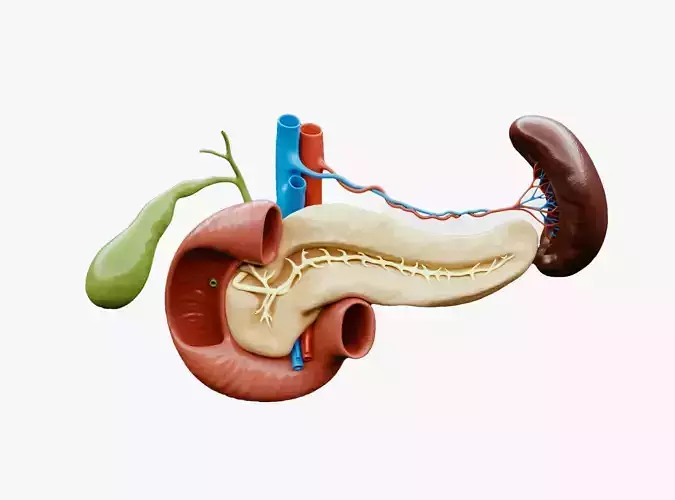 Pancreas Cross Section Anatomy 3D model