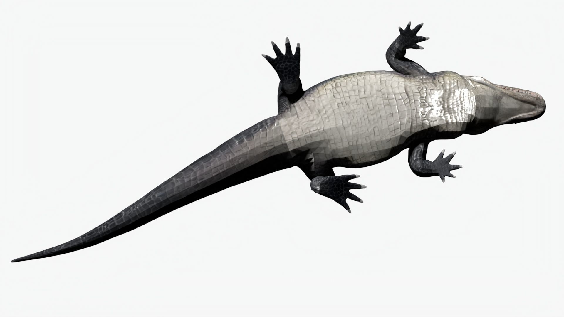 rigged realistic alligator Low-poly 3D model_6