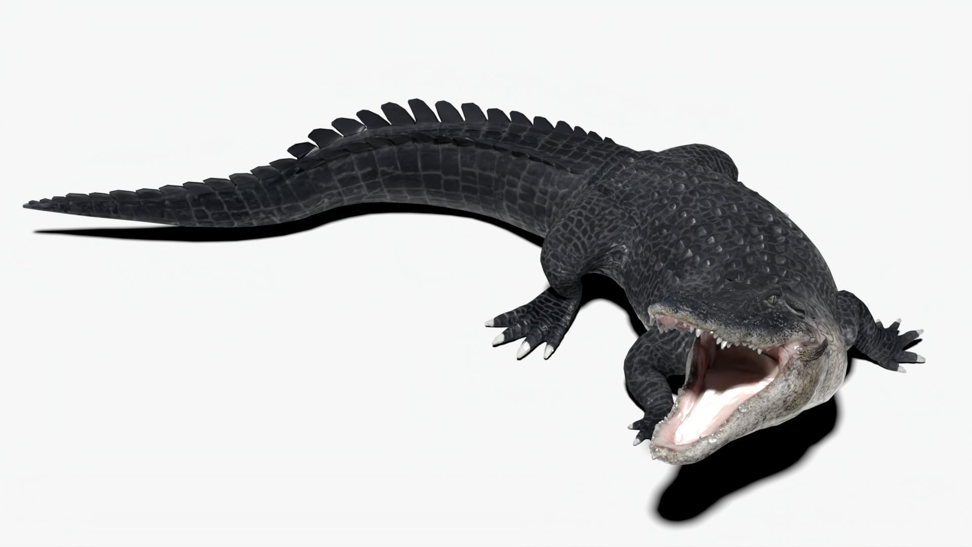 rigged realistic alligator Low-poly 3D model_1