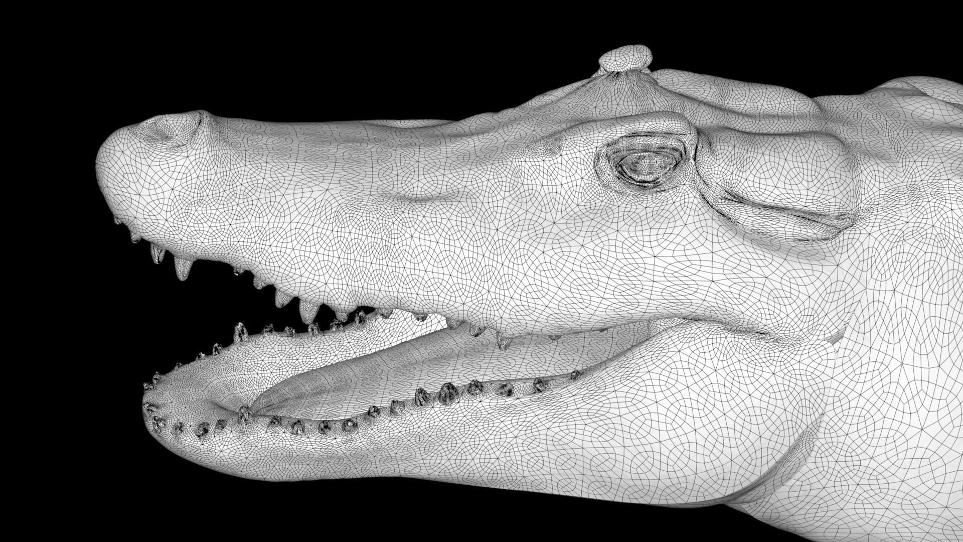 rigged realistic alligator Low-poly 3D model_7