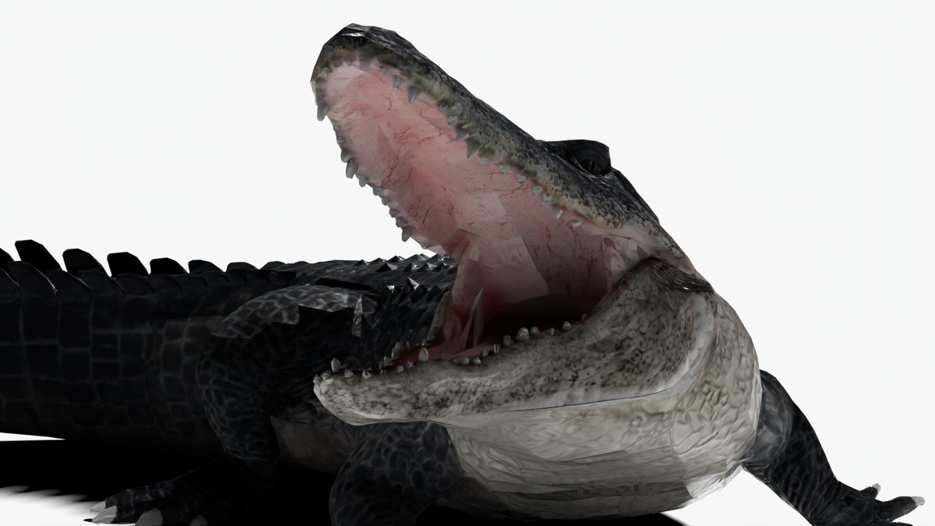 rigged realistic alligator Low-poly 3D model_3