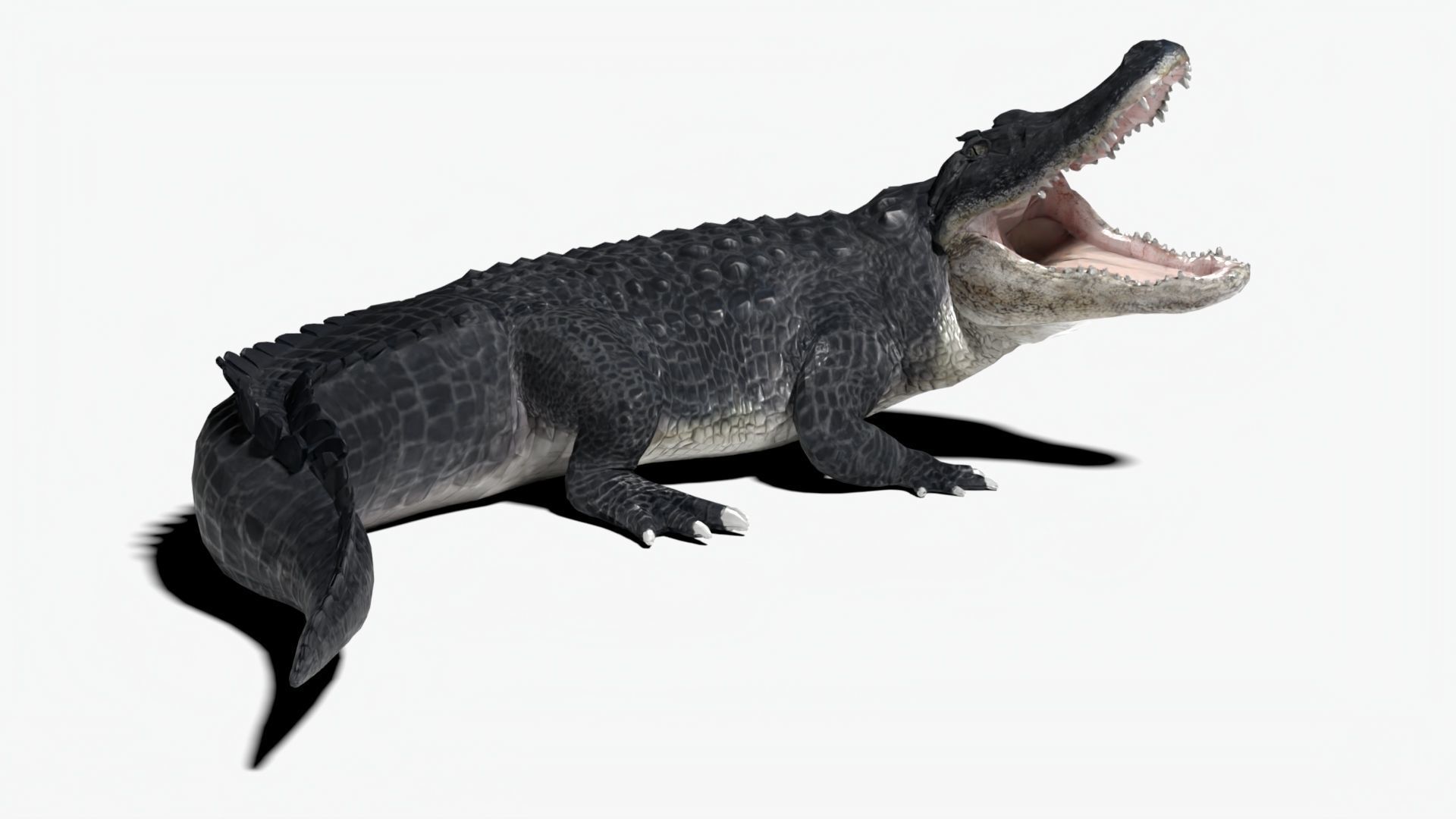 rigged realistic alligator Low-poly 3D model_4