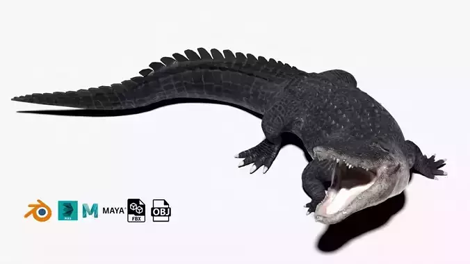 rigged realistic alligator Low-poly 3D model