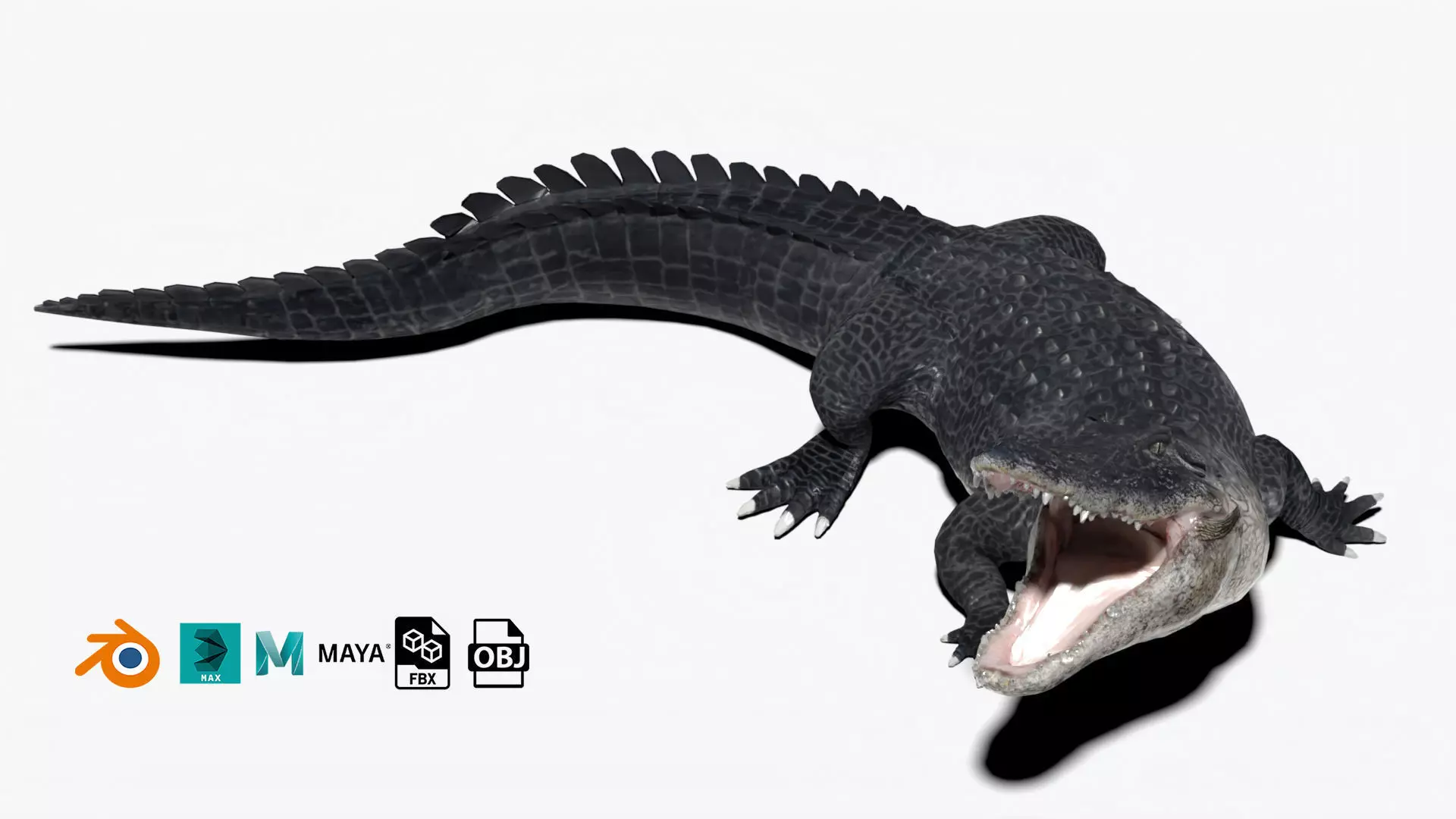 rigged realistic alligator Low-poly 3D model_0