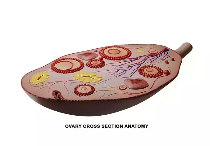 Ovary Cross Section Anatomy 3D model