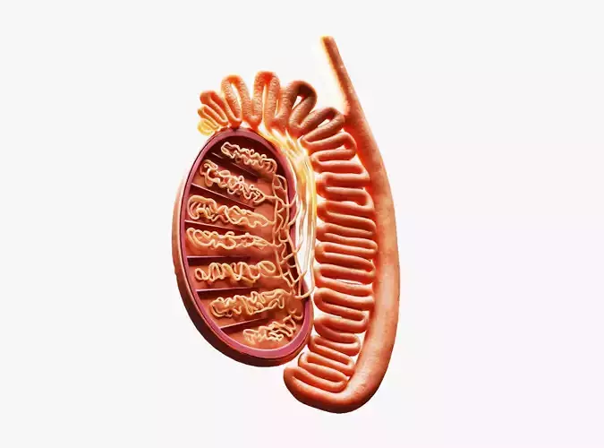 Male Testicles  Anatomy 3D model