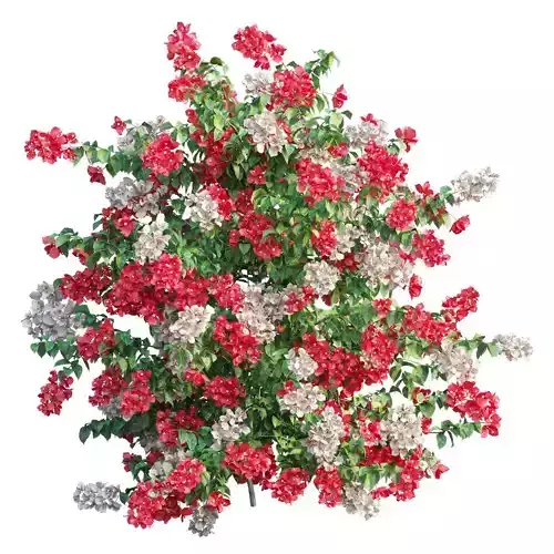 Bougainvillea plant set 46
