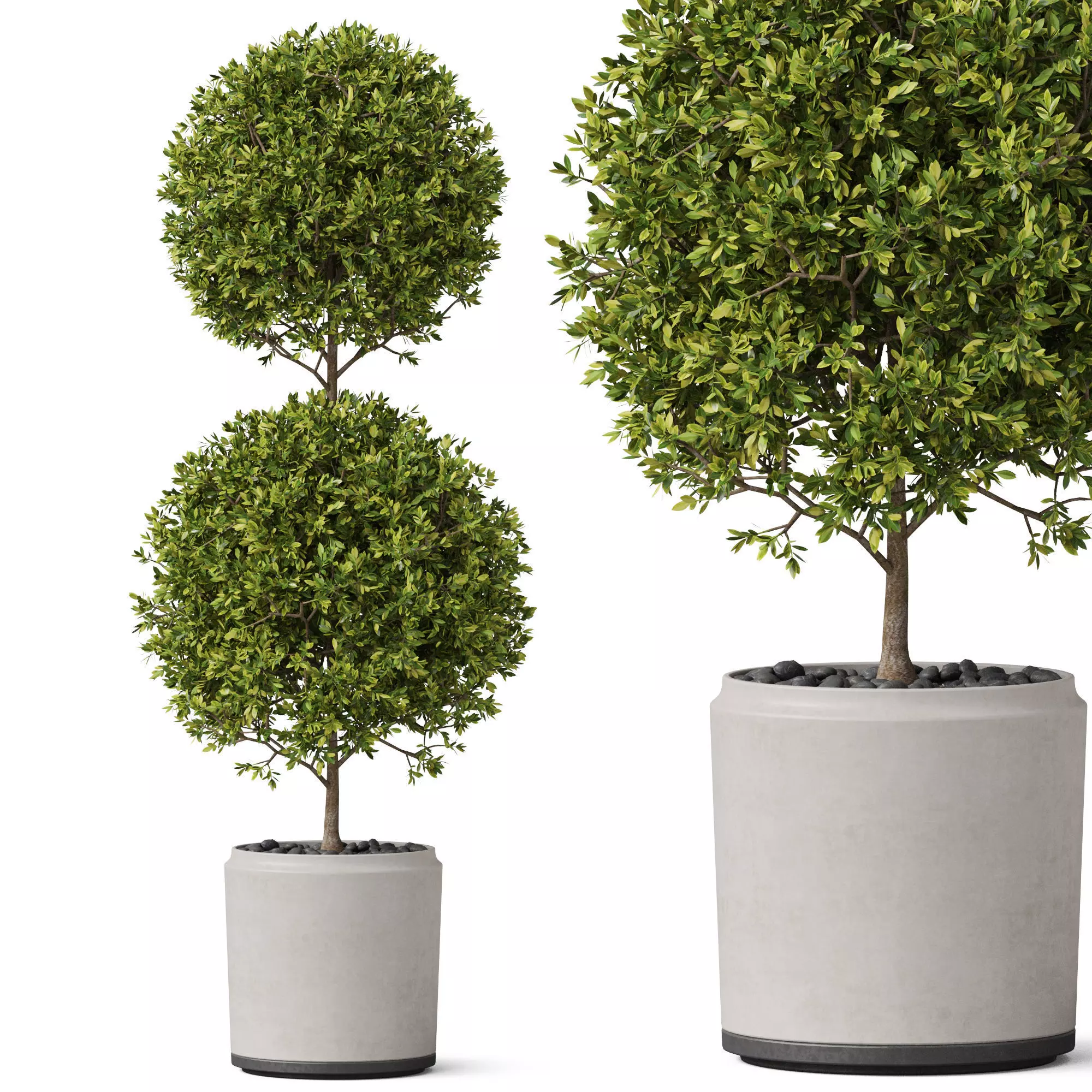 Plants collection 849 3D model_0