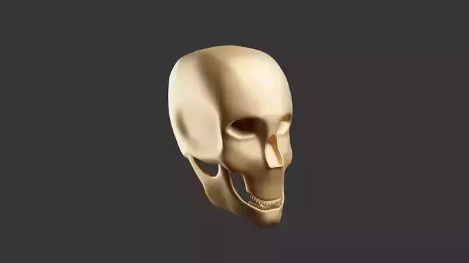Skull 3D Model gold