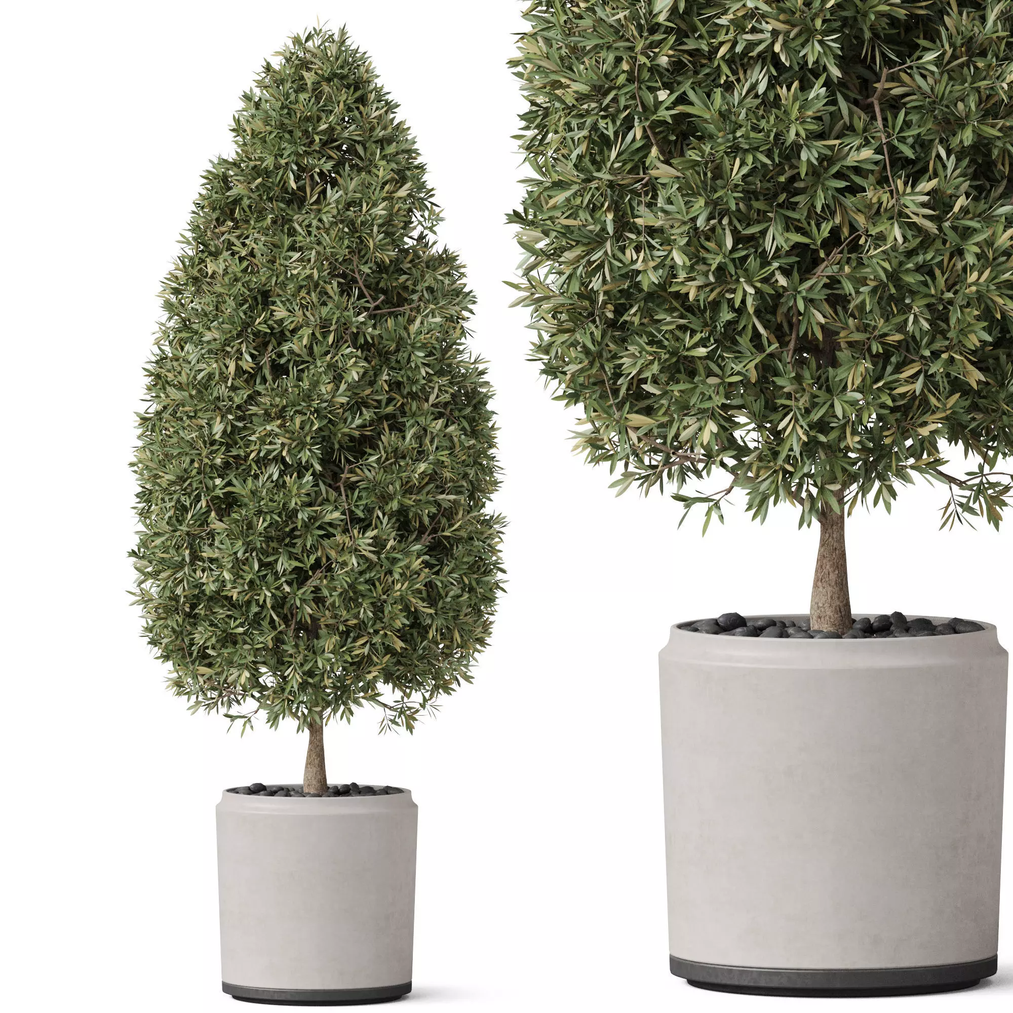 Plants collection 851 3D model_0