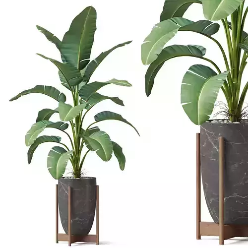 Plants collection 854 3D model