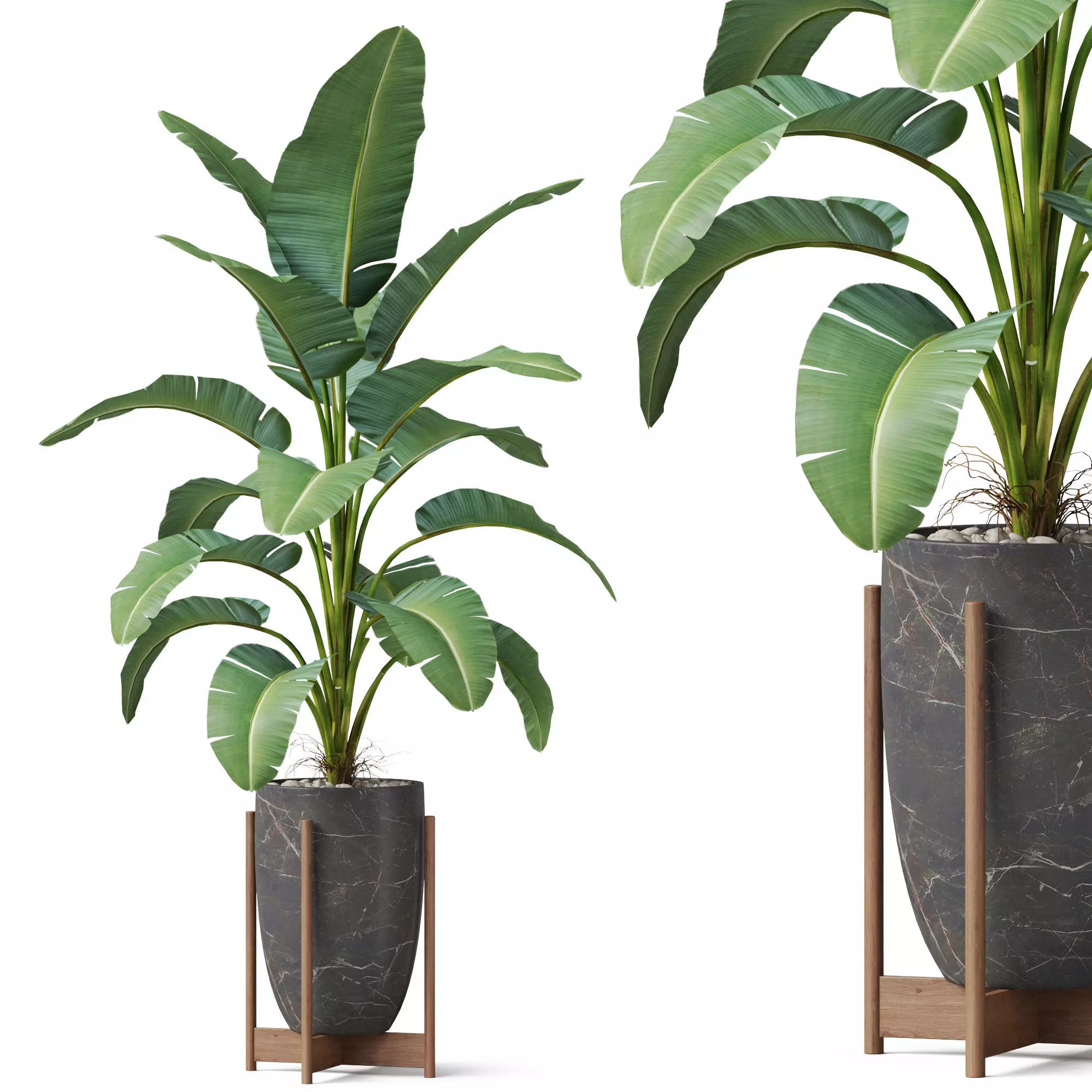 Plants collection 854 3D model_0