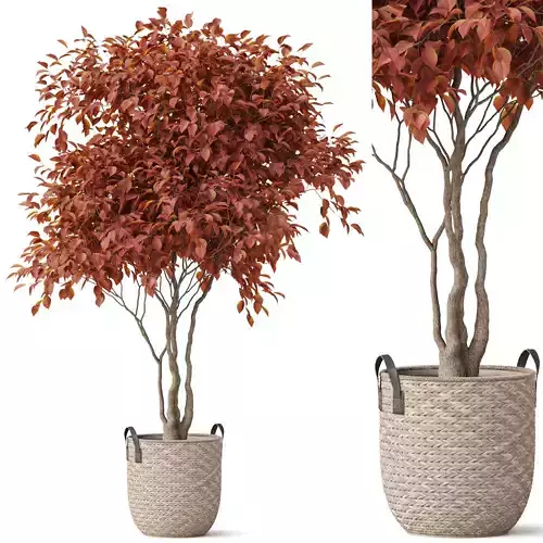 Plants collection 855 3D model