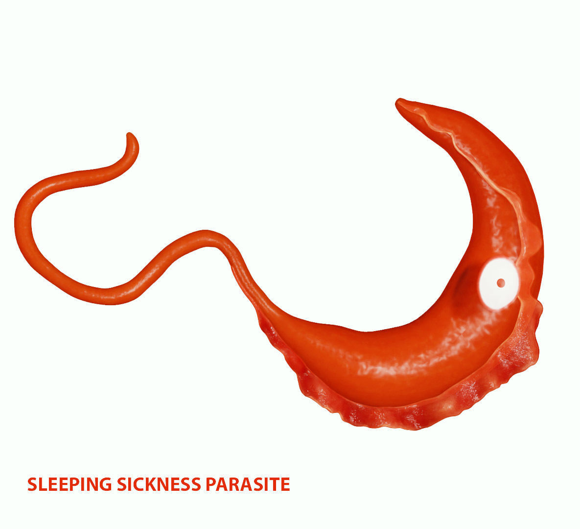 African Trypanosomiasis Sleeping Sickness Low-poly 3D model_6