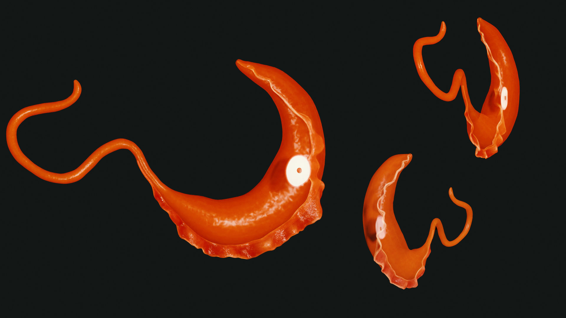 African Trypanosomiasis Sleeping Sickness Low-poly 3D model_1