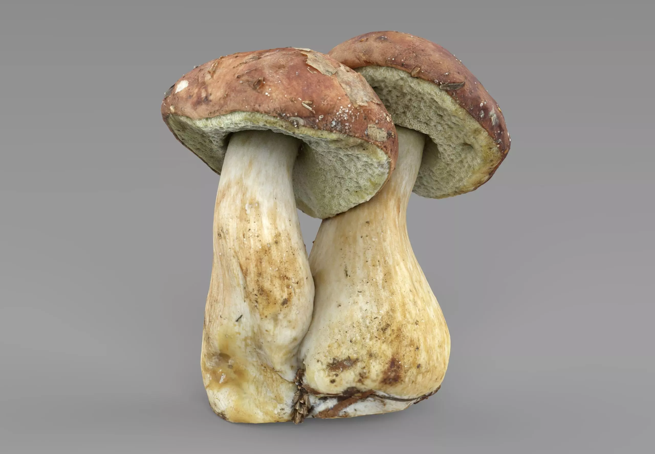 Imleria Badia or Polish mushroom  Low-poly 3D model_0
