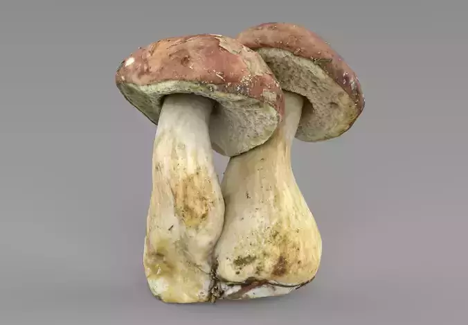 Imleria Badia or Polish mushroom  Low-poly 3D model