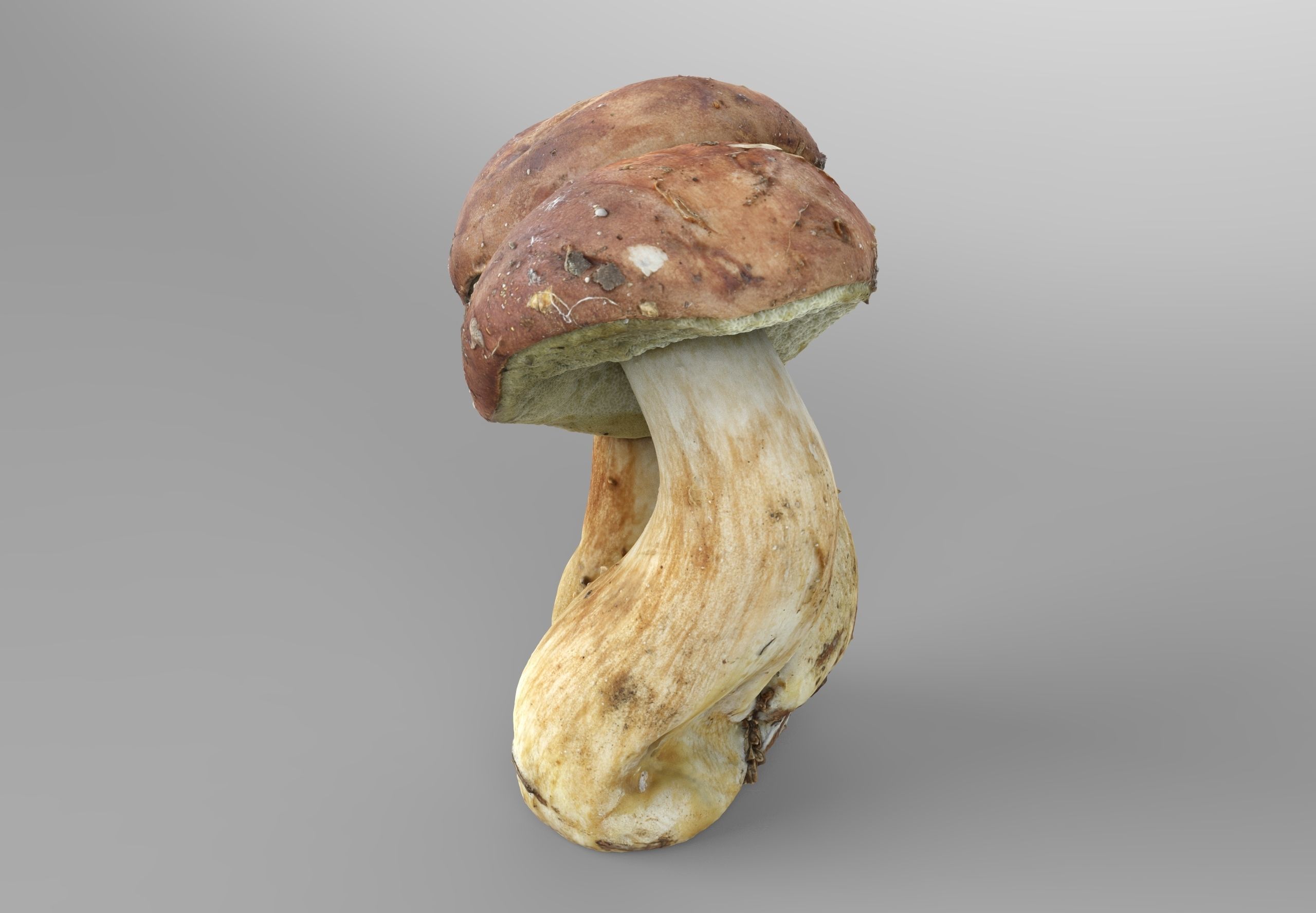 Imleria Badia or Polish mushroom  Low-poly 3D model_4