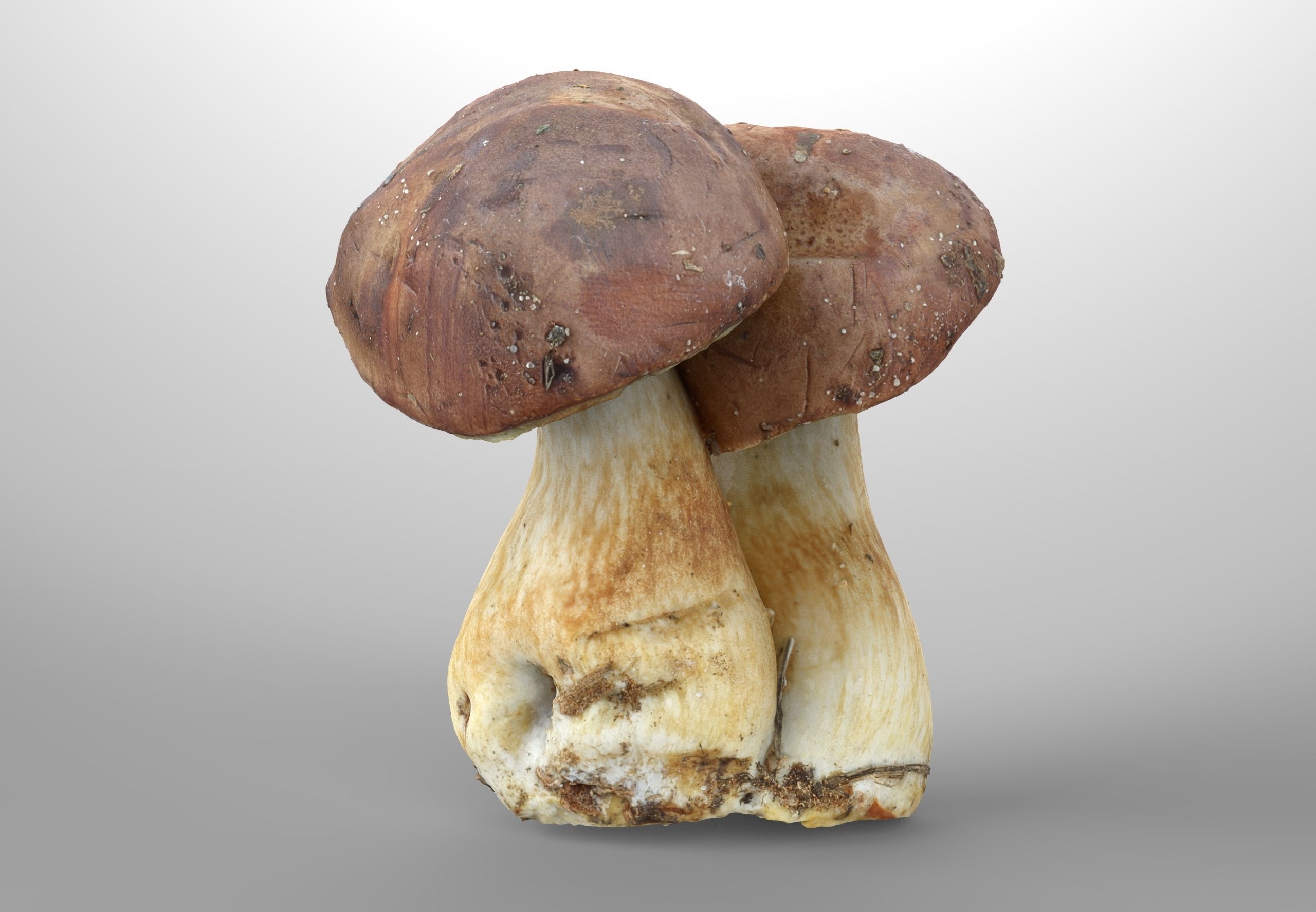 Imleria Badia or Polish mushroom  Low-poly 3D model_3