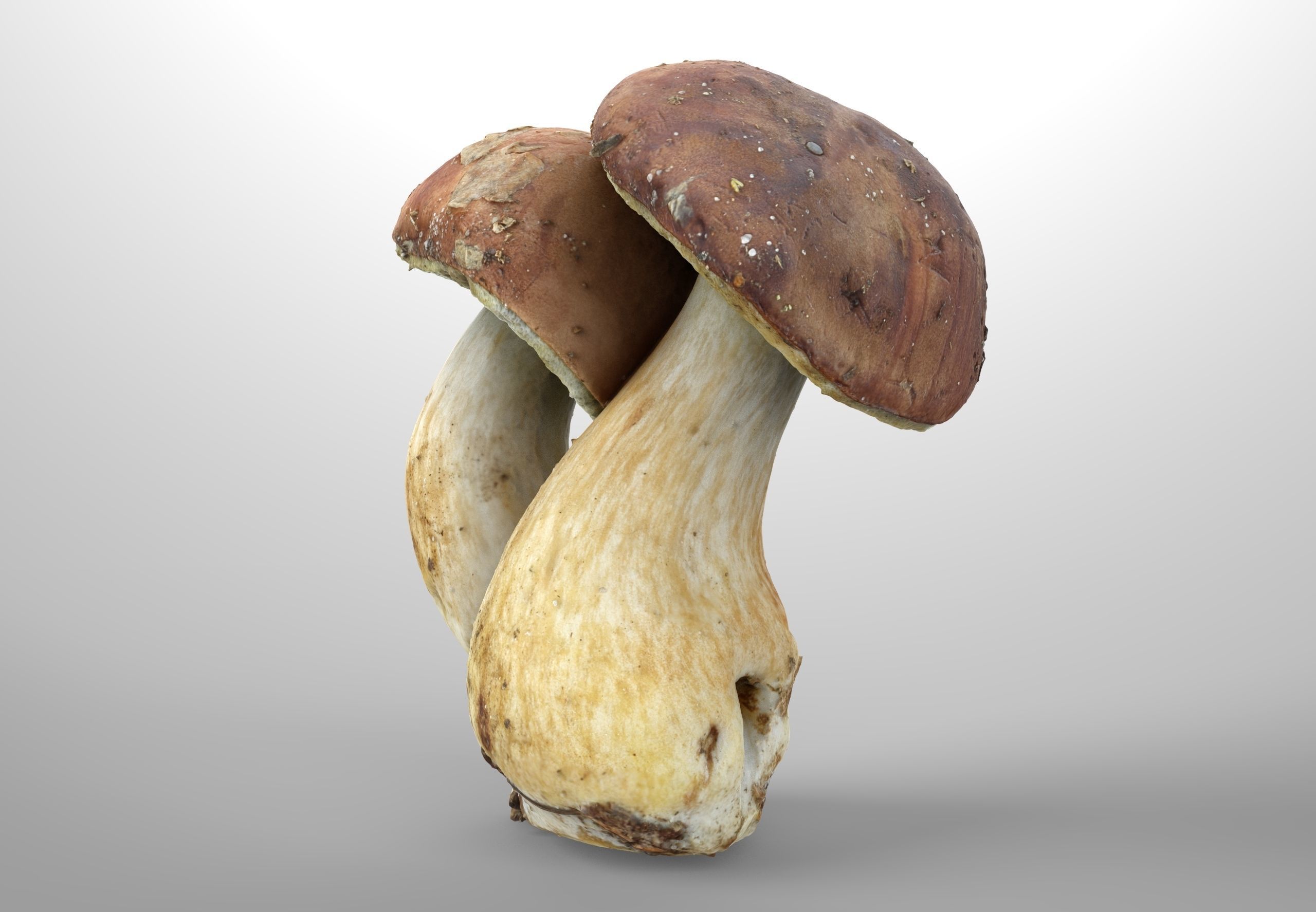 Imleria Badia or Polish mushroom  Low-poly 3D model_2