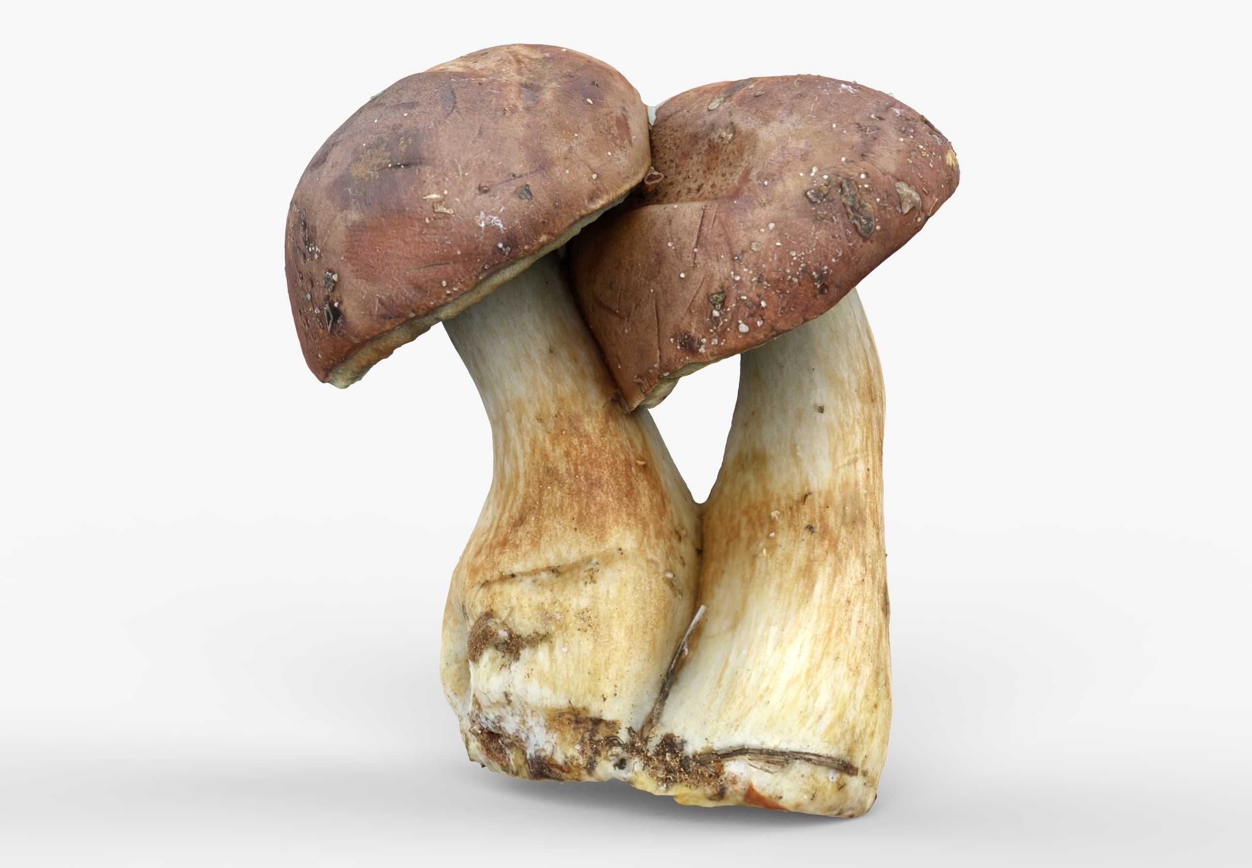 Imleria Badia or Polish mushroom  Low-poly 3D model_5