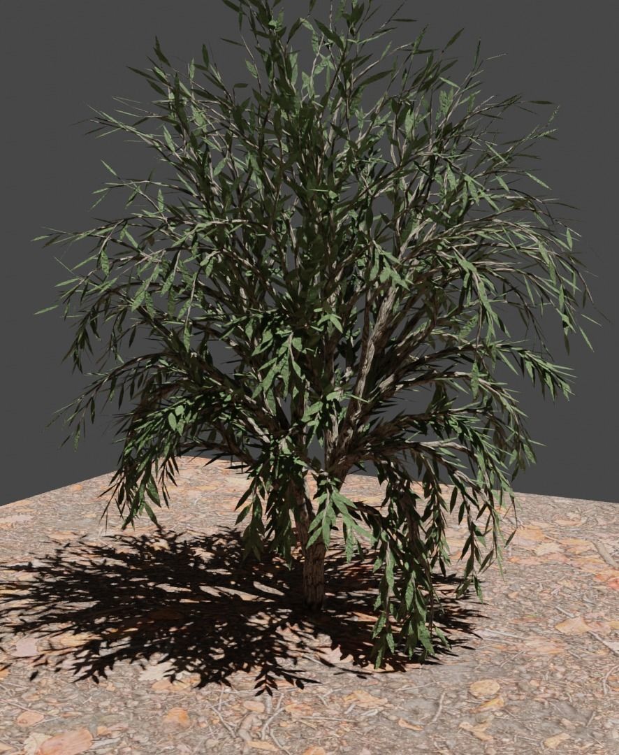 Tree 2 essential types of Free low-poly 3D model_1