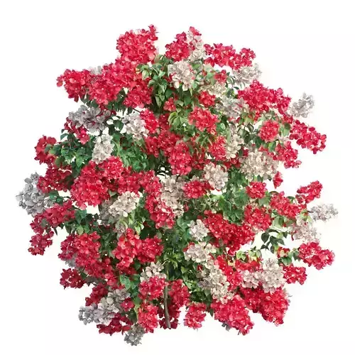 Bougainvillea plant set 47