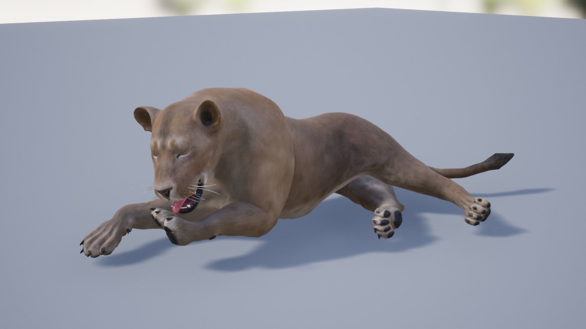 Pack of wild cats Low-poly 3D model_17